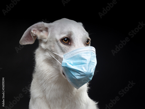 Portrait of a white dog in a protective medical mask on a black background. © Evgeny Leontiev