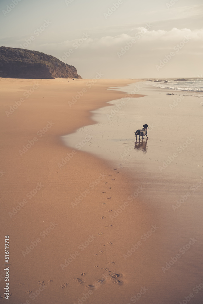 Dog looking over long beach