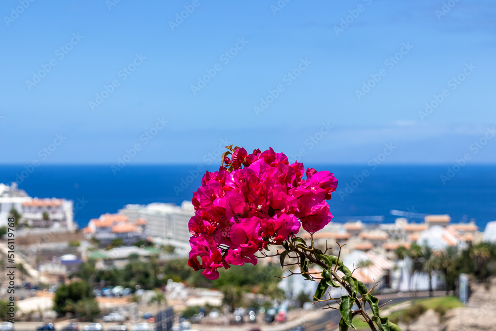 Close up view on a pink flower Bougainvillea. Viewing point on the Atlantic ocean from a tourist resort on the hill in Costa Adeje on Tenerife, Canary Islands, Spain, Europe, EU. Seaview coastline