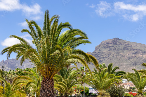 Panoramic view on mountain peak Roque del Conde seen from the tourist center of Costa Adeje on Tenerife, Canary Islands, Spain, Europe, EU. Tropical palm trees in the foreground with blue sky. Awe photo