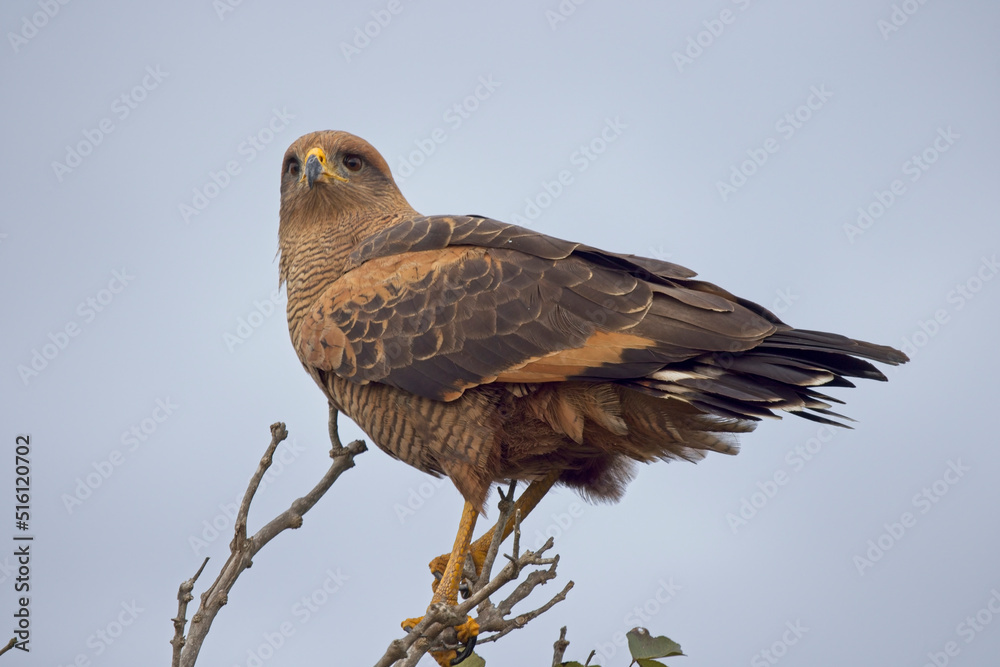 Savanna Hawk (Buteogallus meridionalis) perched in the top of a bush, Pouso Alegre, Mato Grosso, Brazil. Savanna Hawk (Buteogallus meridionalis) perched in the top of a bush, Pouso Alegre, Mato Grosso, Brazil.