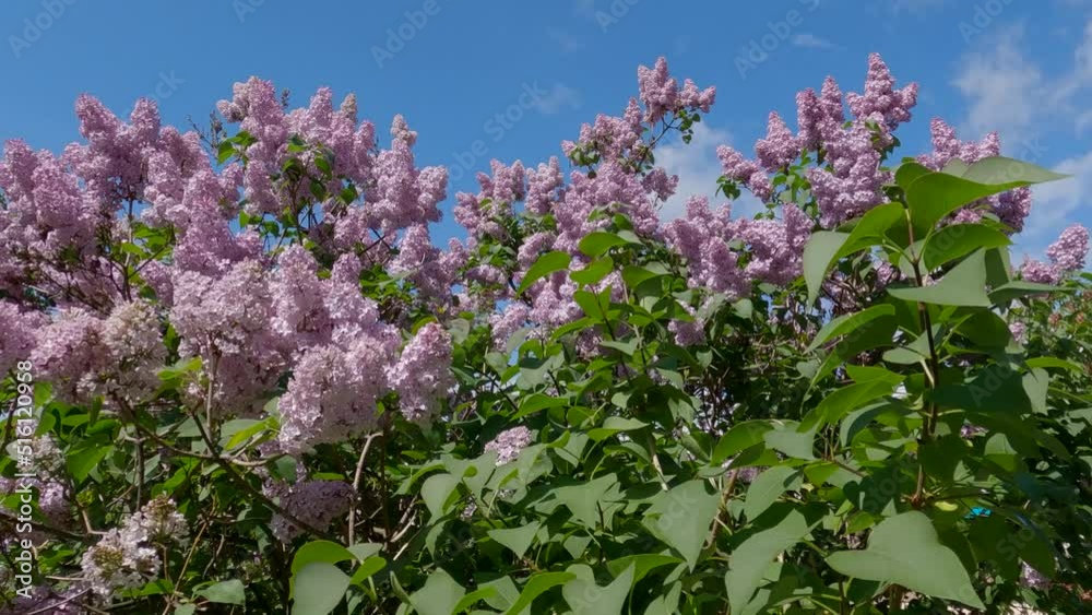 Bush of flowering purple lilac against the sky Bush of flowering purple lilac against the sky