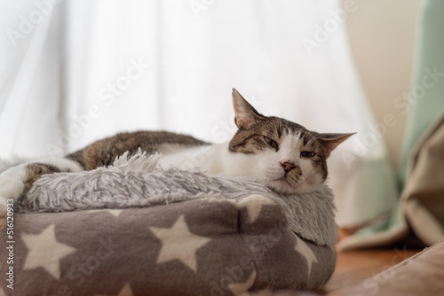 Wallpaper Mural くつろぐ猫　キジトラ白 Torontodigital.ca