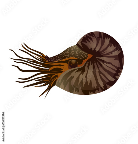 Chambered Nautilus (Nautilus Pompilius) isolated on white background. Pearly shell ocean mollusk. Cephalopods with a prominent head and tentacle