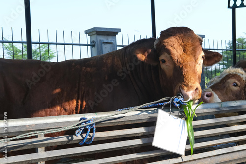 Brown Cow (sapi qurban) for the preparation on Eid al-Adha
 photo