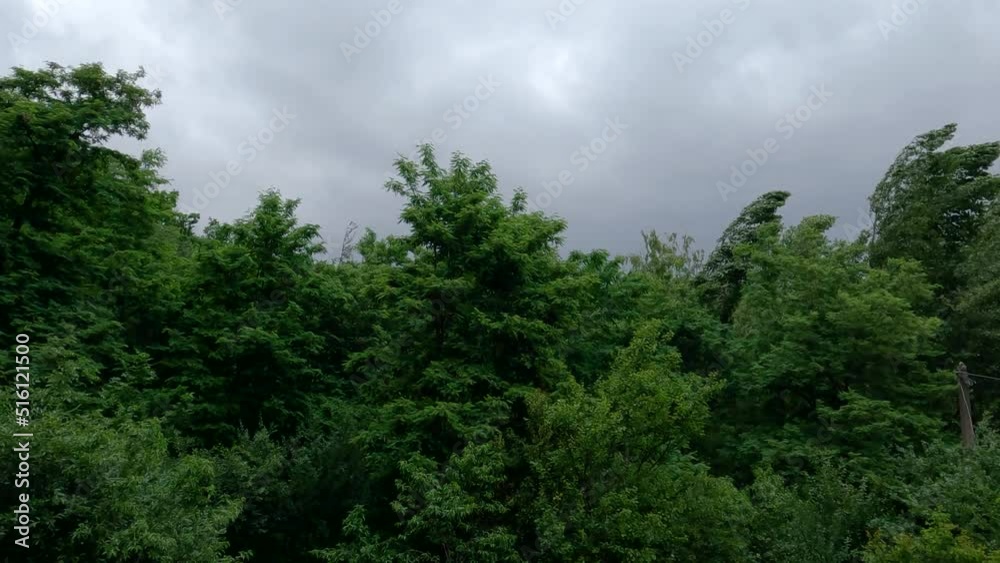 Trees and bushes in park in heavy wind before thunderstorm Trees and bushes in park in heavy wind before thunderstorm