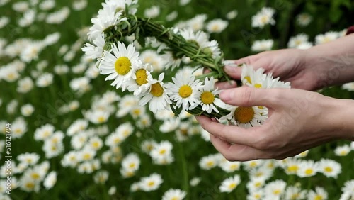 Women's hands make a wreath of daisies on the field. Weaving wreaths from flowers by hand.