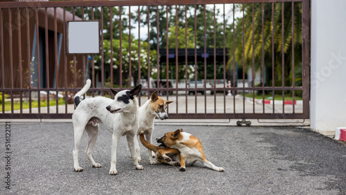 Photography Three brown and white Thai dogs play and bite each other merrily on the roadside