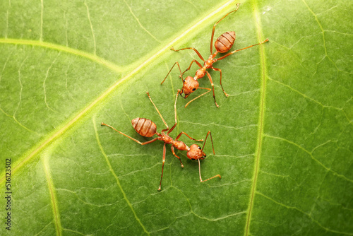 Close up Weaver ants on green leaf in nature