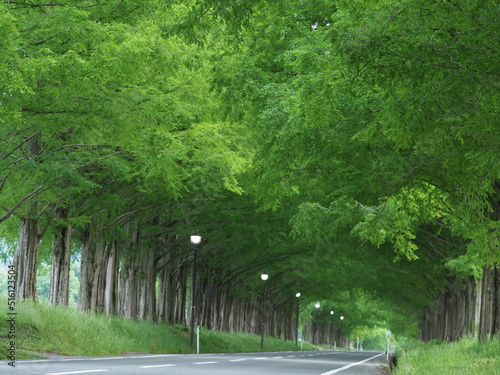 メタセコイア並木道とまっすぐ伸びた道路