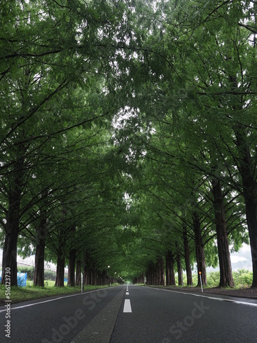 メタセコイア並木道とまっすぐ伸びた道路 © KAZ