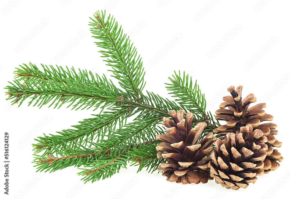 Pine cones and green fir tree branch isolated on a white background. Christmas decoration. Pine cones and green fir tree branch isolated on a white background. Christmas decoration.