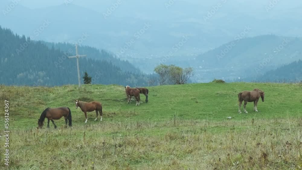 Herd of horses graze on green meadow among mountains. Christian cross near the forest. Wide shot, cloudy, foggy. Carpathians, Ukraine. Herd of horses graze on green meadow among mountains. Christian cross near the forest. Wide shot, cloudy, foggy. Carpathians, Ukraine.