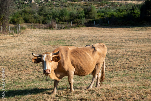 Vaca no pasto, pasto rodeado por montes. Vaca magra no pasto a comer erva enquanto olha para o fotografo photo