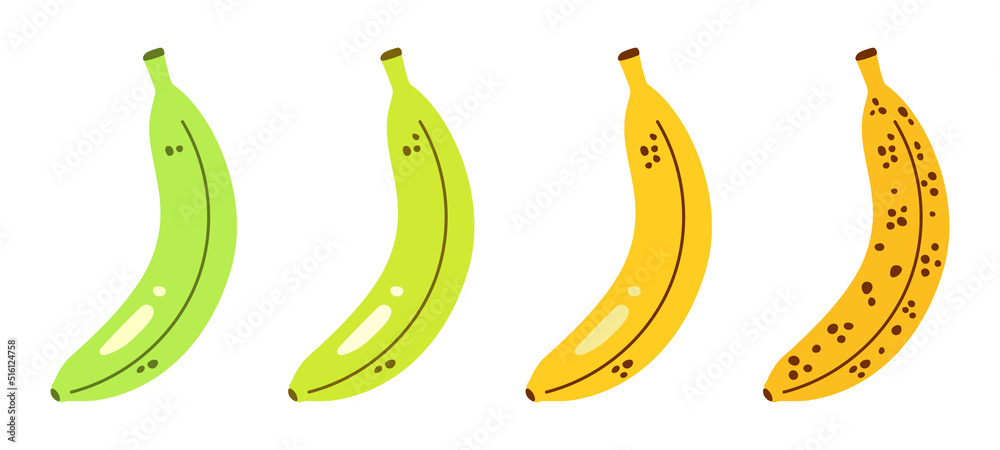 Vector set with bananas. Ripe stages of bananas from unripe to overripe. Ripening process of bananas. Green and yellow bananas in flat design.