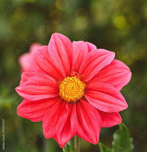 Beautiful close-up of a red dahlia