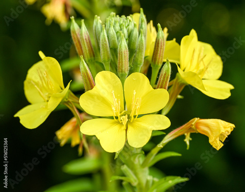Close-up of oenothera biennis, Enghien