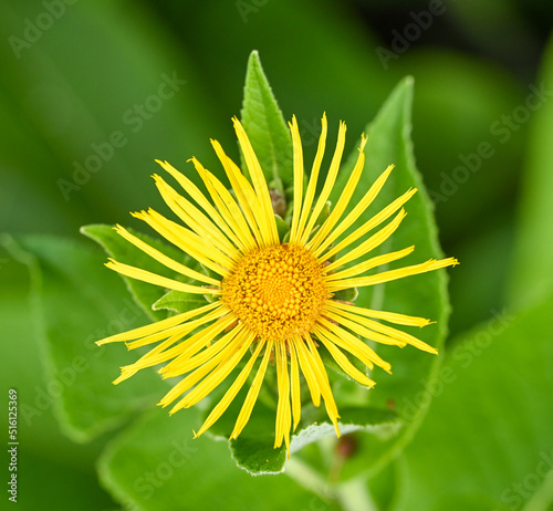 Close-up of inula helenium, Belgium