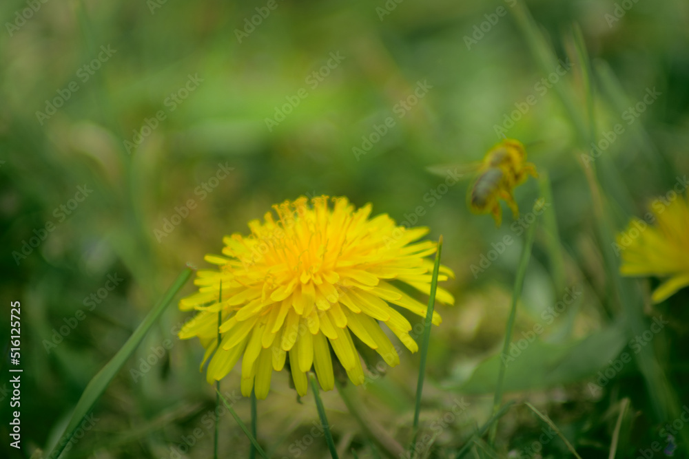 Bee and Taraxacum officinale as dandelion or common dandelion. Polish name Bee and Taraxacum officinale as dandelion or common dandelion. Polish name