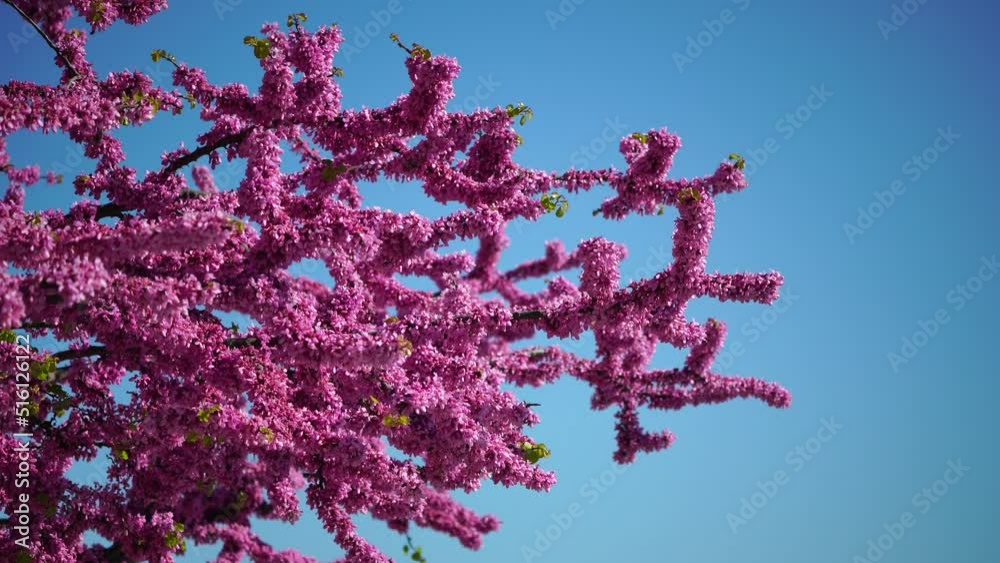 A close-up of pink flowers on Judas tree. Cercis canadensis purple blossom in sunny day. Close-up of Judas tree pink flowers. Selective focus. Nature concept for design.
