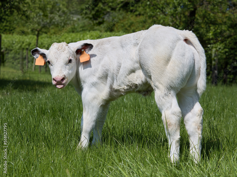 Young white bull sticking out tongue