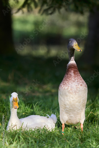Two Indian runner ducks in garden