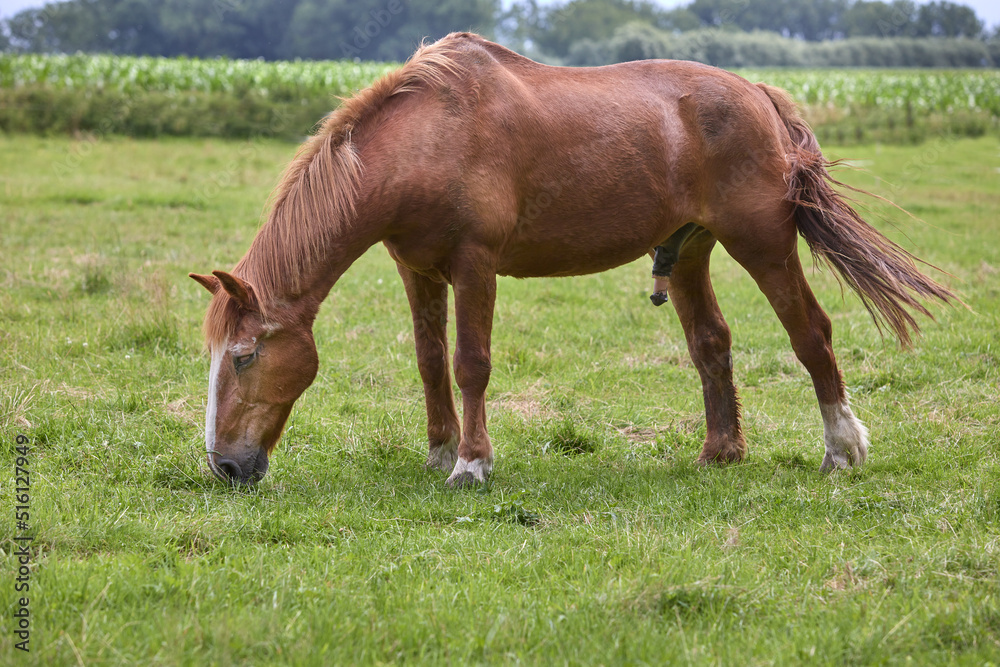 Old brown horse eating in meadow Old brown horse eating in meadow