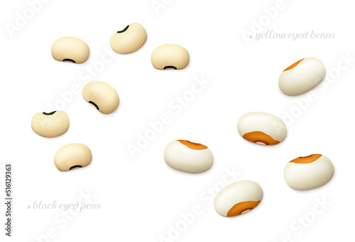 Several black-eyed and Steuben yellow eye beans isolated on white background. Top view. Realistic vector illustration.