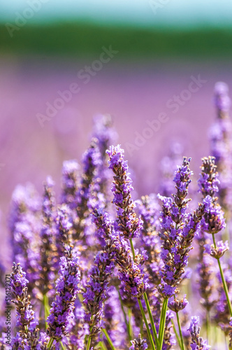 Fototapeta Naklejka Na Ścianę i Meble -  Lavender flower detail in a field in the south france provence.