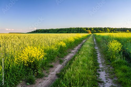 Field road between fields of agricultural crops and forest on the horizon