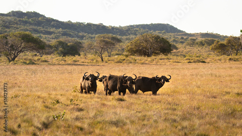 A troop of african buffalo or Cape buffalo (Syncerus caffer), iSimangaliso Wetland Park, South Africa.