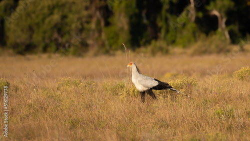 Secretary bird (Sagittarius Serpentarius) hunting in the grasslands, iSimangaliso Wetland Park, South Africa. photo