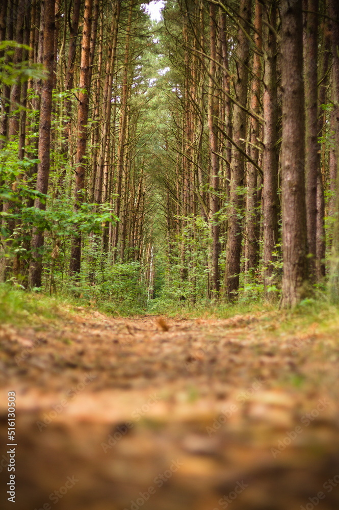 Forest trail in the summer Forest trail in the summer