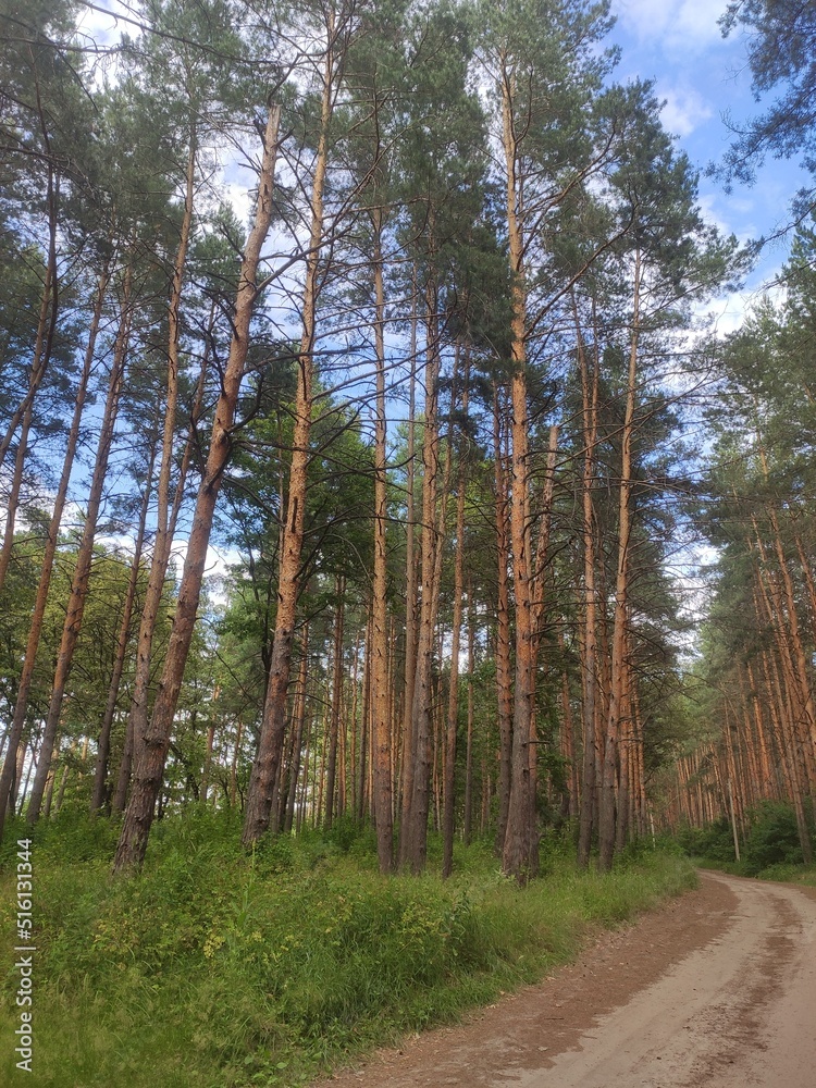 Pine forest nature background blue sky Pine forest nature background blue sky