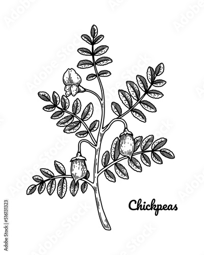 Hand drawn chickpeas branch with leaves, flower and pod. Botany vector illustration in sketch style
