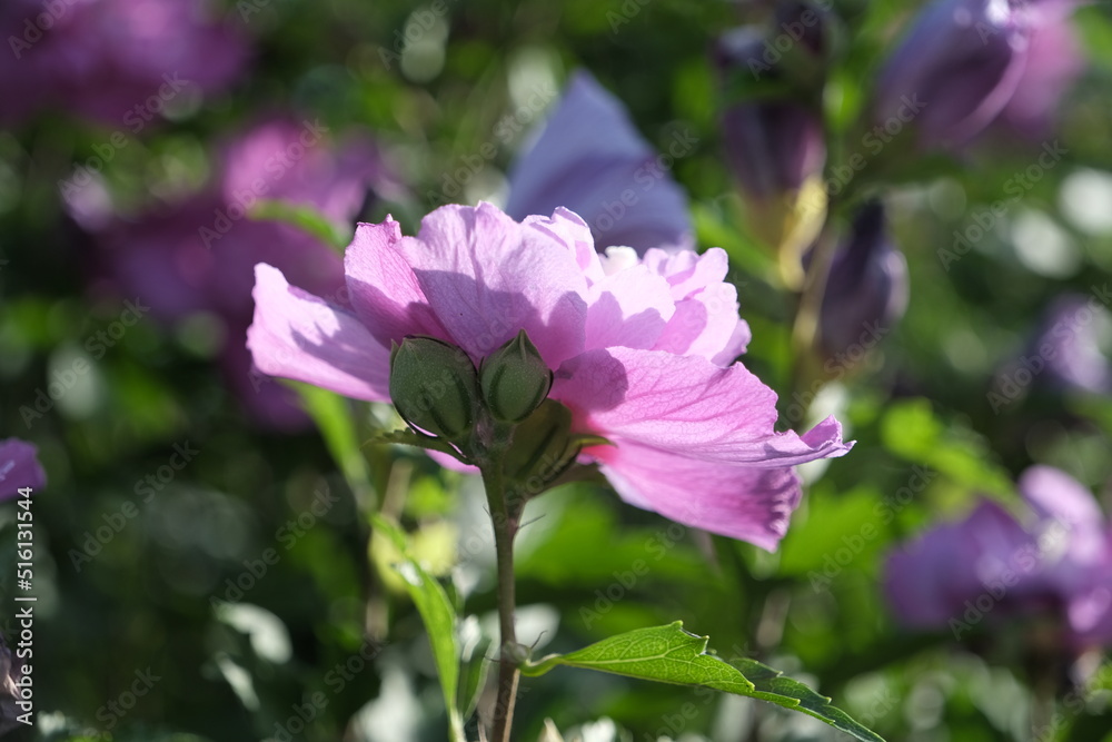 Fototapeta premium ムクゲ