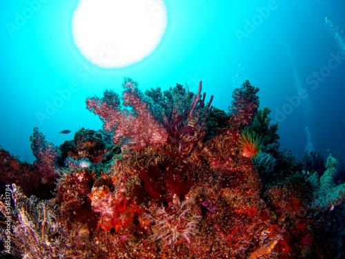 Soft coral growing on rocks and the sun seen from the seabed