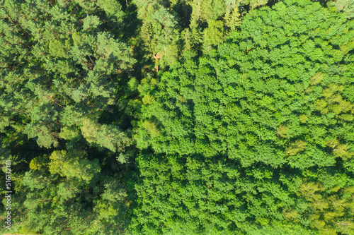 Iglasty las w słoneczny dzień widziany z dużej wysokości. Widać granicę pomiędzy wysokim a niskim młodym lasem. Zdjęcie zrobiono z użyciem drona.