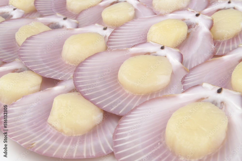 Many scallop seashells close-up