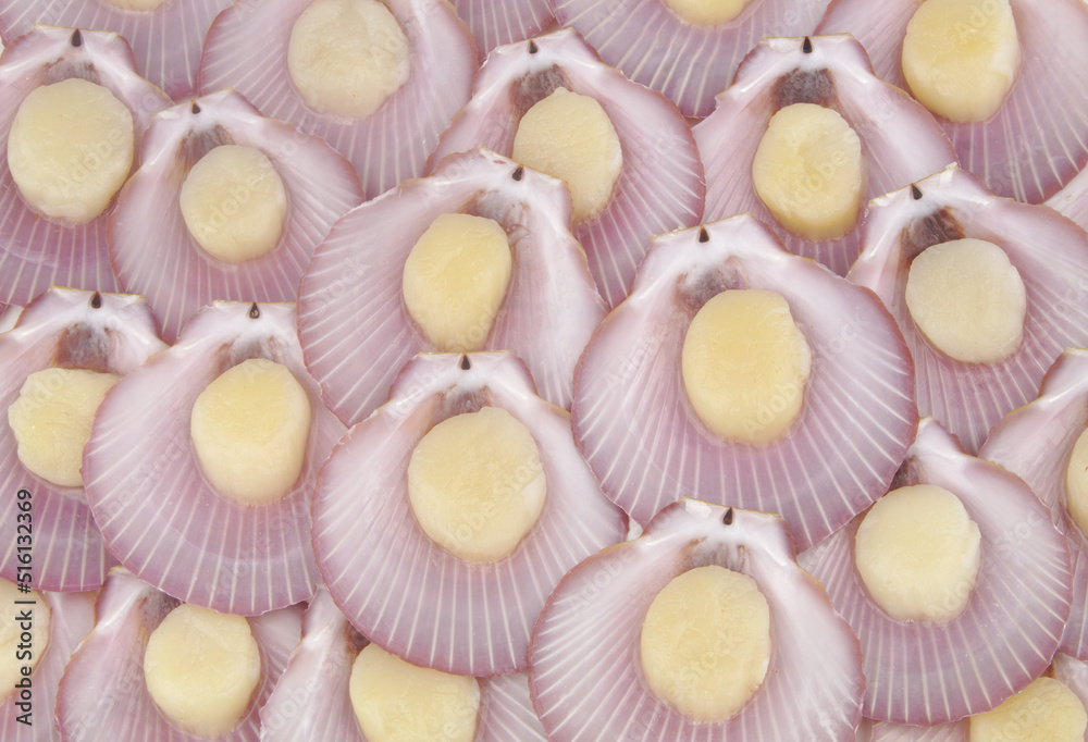 Raw scallop seashells background Raw scallop seashells background