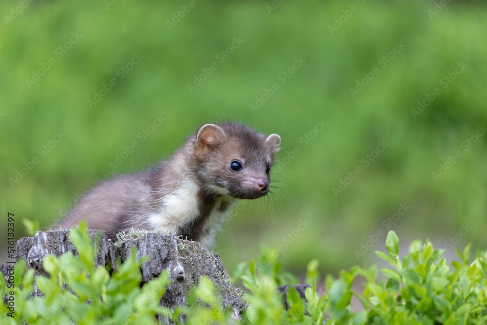 Portrait of cute young marten posing outdoors closeup. Horizontally. Portrait of cute young marten posing outdoors closeup. Horizontally.