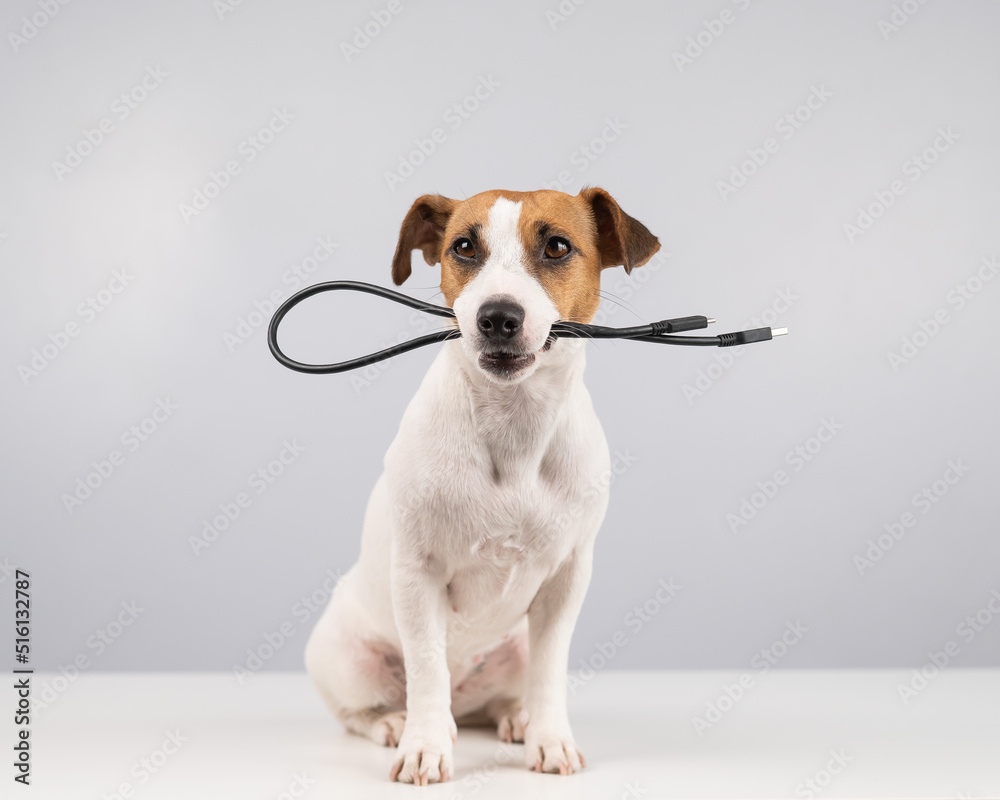 Dog jack russell terrier gnaws on a black usb wire on a white background. Dog jack russell terrier gnaws on a black usb wire on a white background.