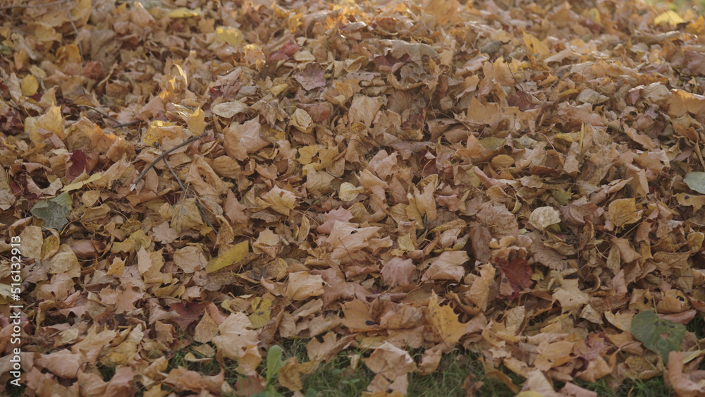 fallen leaves on grass in october fallen leaves on grass in october