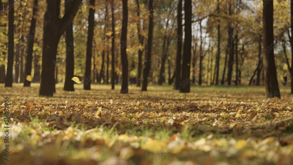 background of autumn park with falling leaves background of autumn park with falling leaves