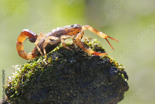 A scorpion is looking for prey on a small rock overgrown with moss. These animals like to prey on small insects.
