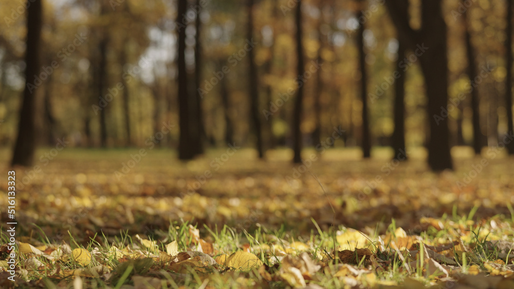 background of autumn park with falling leaves