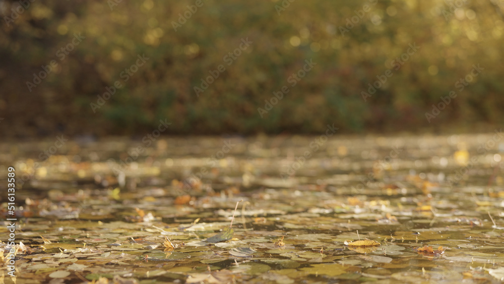 small lake or pond with fallen leaves in autumn