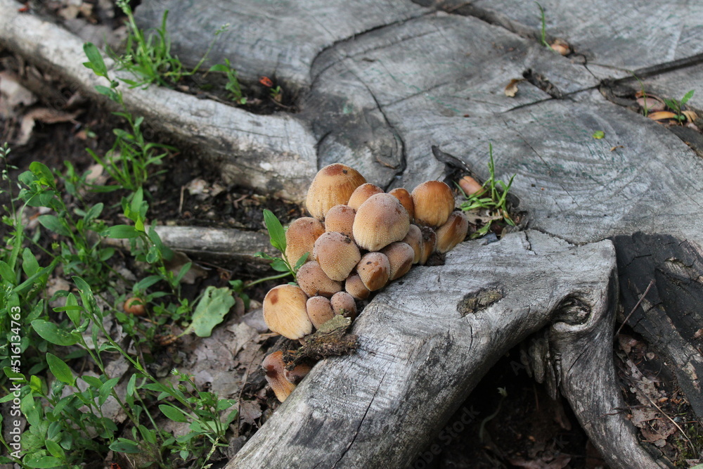 mushrooms mushrooms