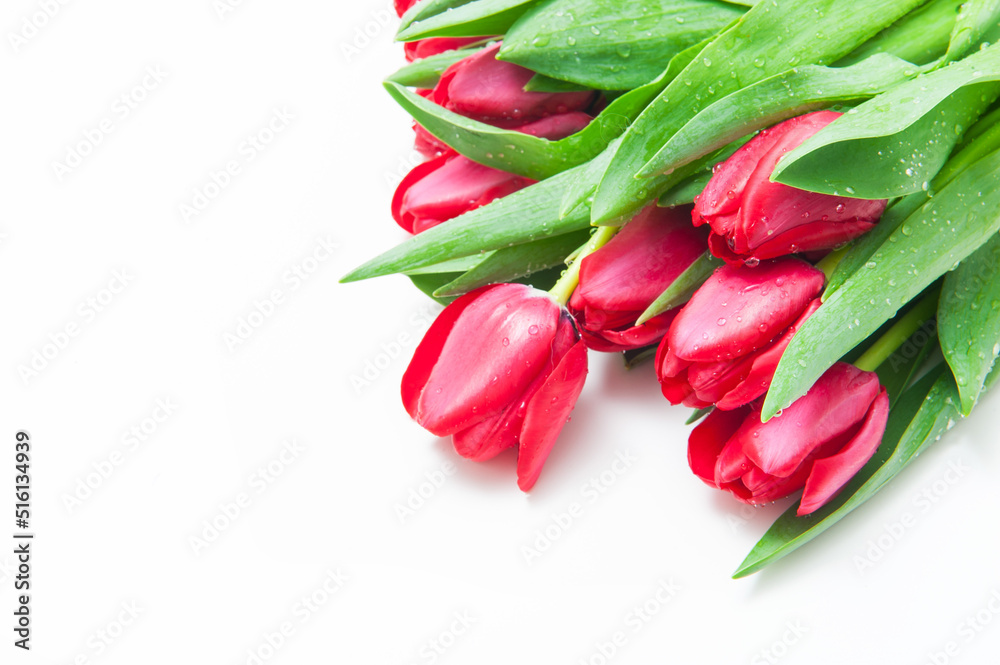 Bouquet of red tulips on a white background Bouquet of red tulips on a white background