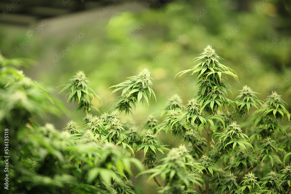 Blooming Marijuana plant with early white Flowers, cannabis  leaves, marijuana